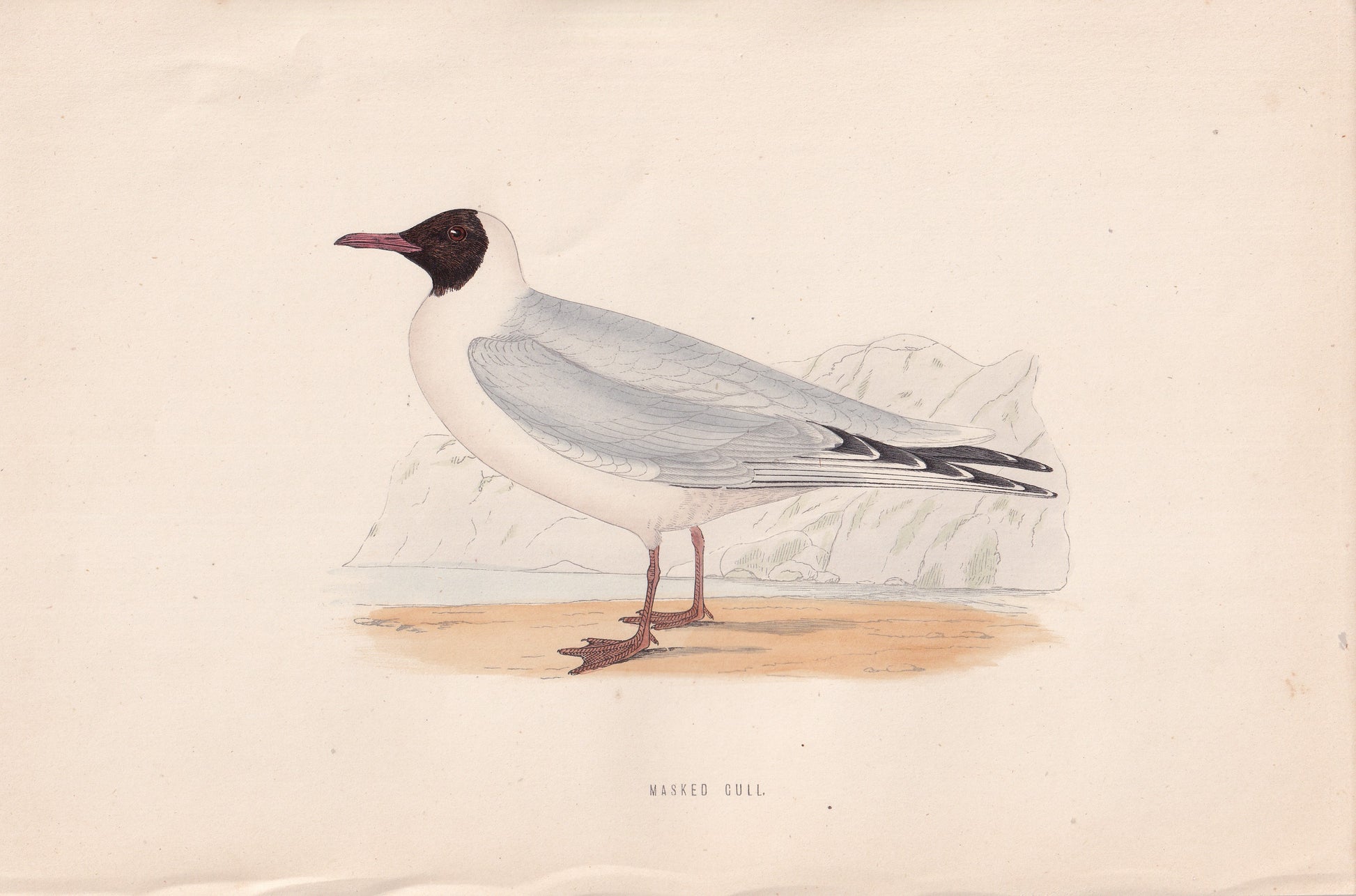 Masked Gull - original 1870 hand coloured antique bird print by Alexander Francis Lydon, engraved by Benjamin Fawcett