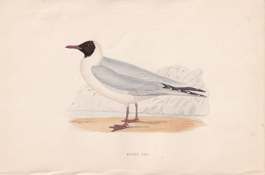 Masked Gull - original 1870 hand coloured antique bird print by Alexander Francis Lydon, engraved by Benjamin Fawcett
