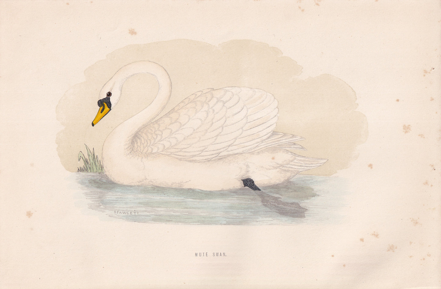 Mute Swan - original 1870 hand coloured antique bird print by Alexander Francis Lydon, engraved by Benjamin Fawcett