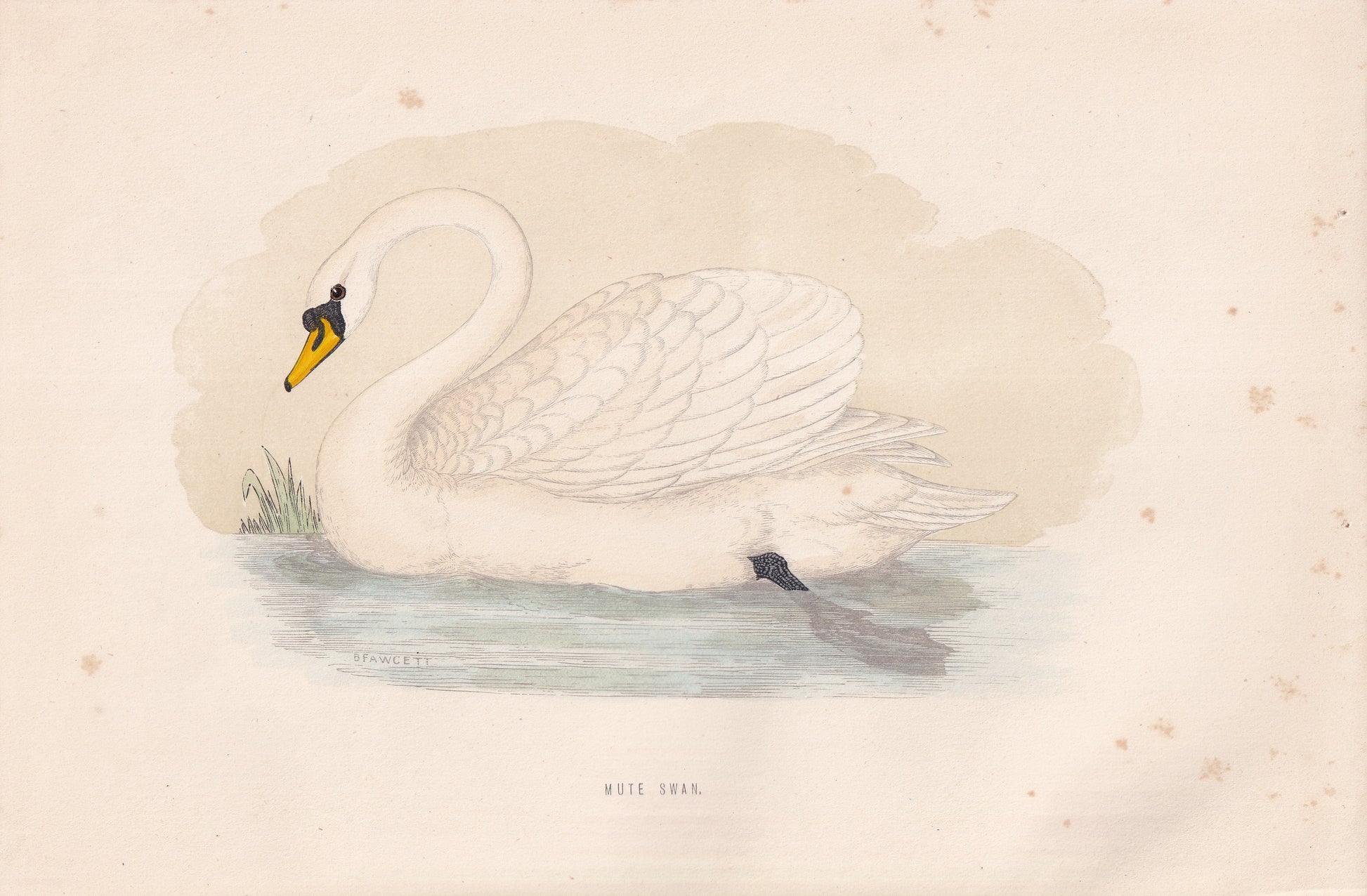 Mute Swan - original 1870 hand coloured antique bird print by Alexander Francis Lydon, engraved by Benjamin Fawcett