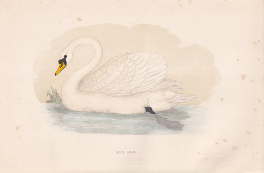 Mute Swan - original 1870 hand coloured antique bird print by Alexander Francis Lydon, engraved by Benjamin Fawcett