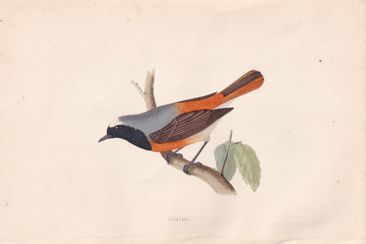Redstart - original 1870 hand coloured antique bird print by Alexander Francis Lydon, engraved by Benjamin Fawcett
