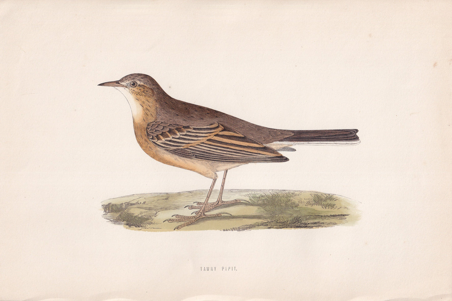 Tawny Pipit - original 1870 hand coloured antique bird print by Alexander Francis Lydon, engraved by Benjamin Fawcett