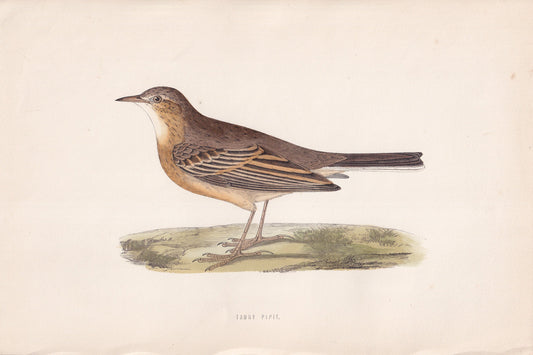 Tawny Pipit - original 1870 hand coloured antique bird print by Alexander Francis Lydon, engraved by Benjamin Fawcett