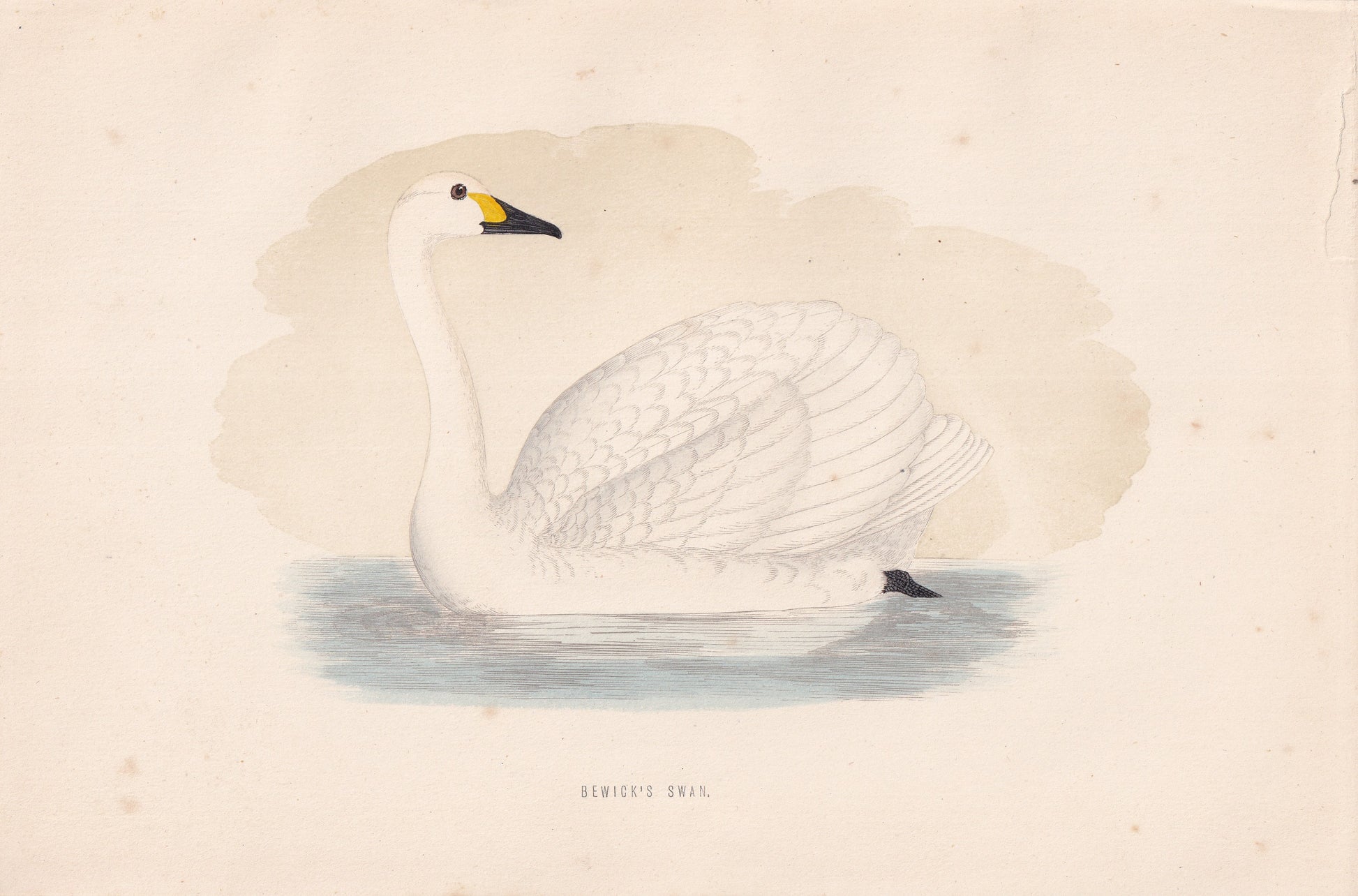 Bewick's Swan - original 1870 hand coloured antique bird print by Alexander Francis Lydon, engraved by Benjamin Fawcett