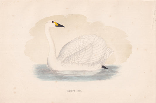Bewick's Swan - original 1870 hand coloured antique bird print by Alexander Francis Lydon, engraved by Benjamin Fawcett
