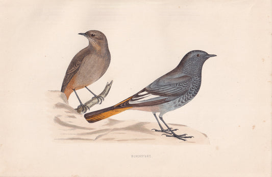 Blackstart - original 1870 hand coloured antique bird print by Alexander Francis Lydon, engraved by Benjamin Fawcett