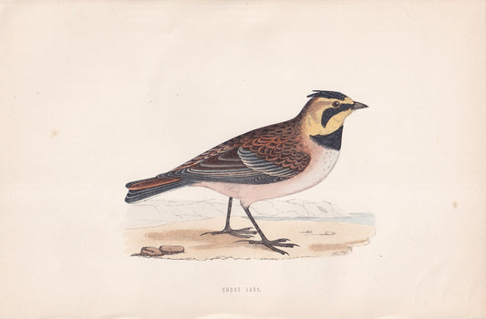 Shore Lark - original 1870 hand coloured antique bird print by Alexander Francis Lydon, engraved by Benjamin Fawcett