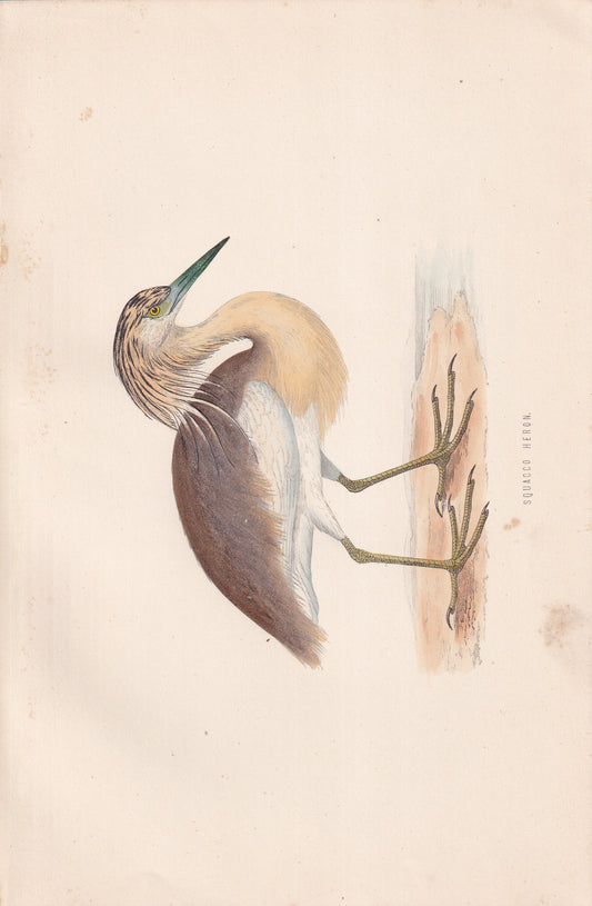 Squacco Heron - original 1870 hand coloured antique bird print by Alexander Francis Lydon, engraved by Benjamin Fawcett