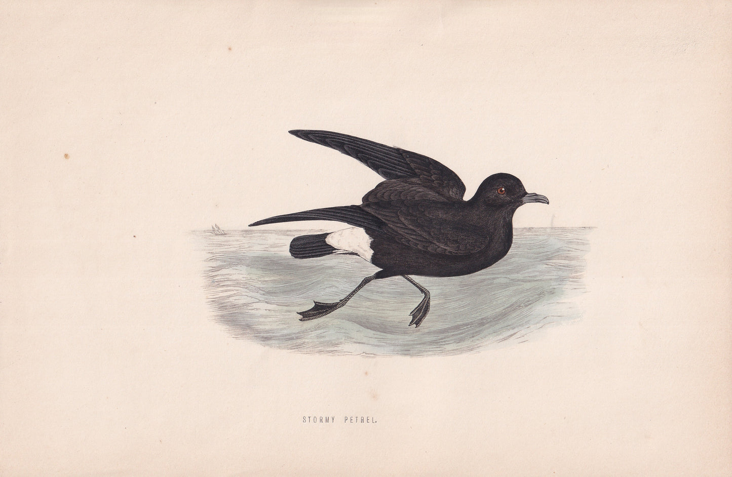 Stormy Petrel - original 1870 hand coloured antique bird print by Alexander Francis Lydon, engraved by Benjamin Fawcett