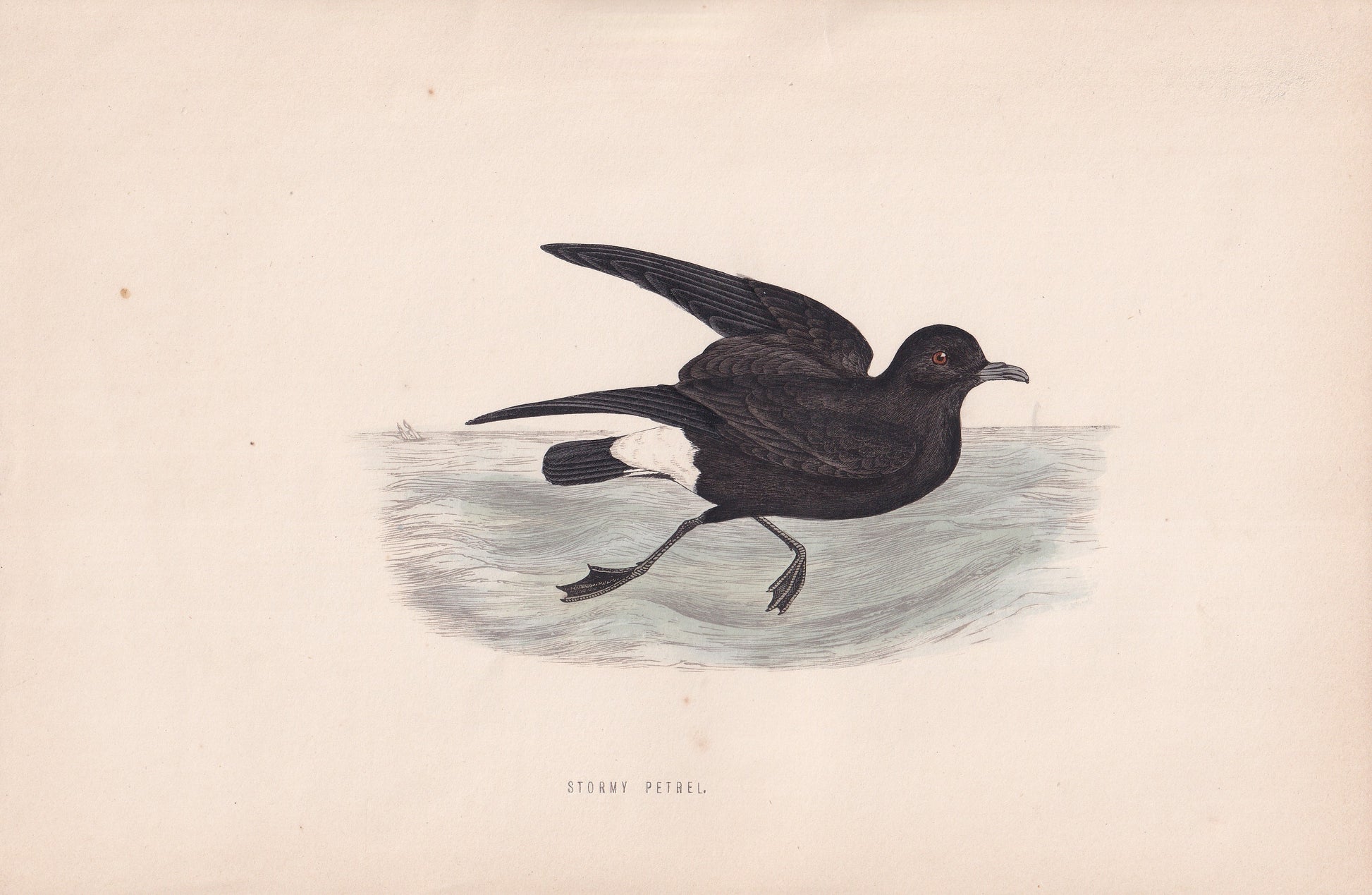 Stormy Petrel - original 1870 hand coloured antique bird print by Alexander Francis Lydon, engraved by Benjamin Fawcett