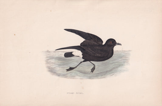 Stormy Petrel - original 1870 hand coloured antique bird print by Alexander Francis Lydon, engraved by Benjamin Fawcett