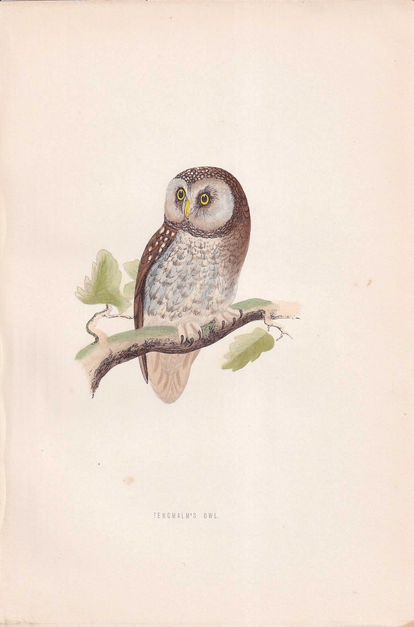 Tengmalm's Owl - original 1870 hand coloured antique bird print by Alexander Francis Lydon, engraved by Benjamin Fawcett