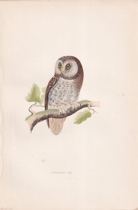 Tengmalm's Owl - original 1870 hand coloured antique bird print by Alexander Francis Lydon, engraved by Benjamin Fawcett