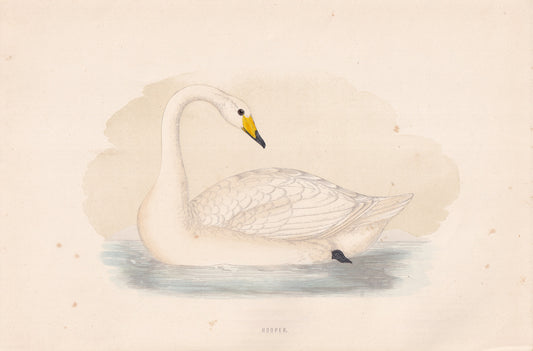 Hooper - original 1870 hand coloured antique bird print by Alexander Francis Lydon, engraved by Benjamin Fawcett