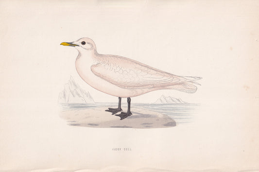 Ivory Gull - original 1870 hand coloured antique bird print by Alexander Francis Lydon, engraved by Benjamin Fawcett