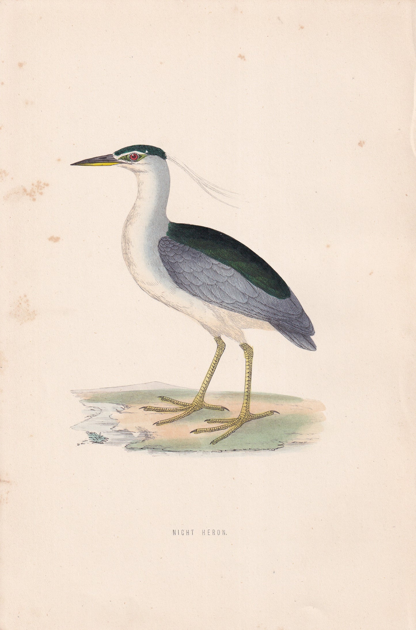 Night Heron - original 1870 hand coloured antique bird print by Alexander Francis Lydon, engraved by Benjamin Fawcett