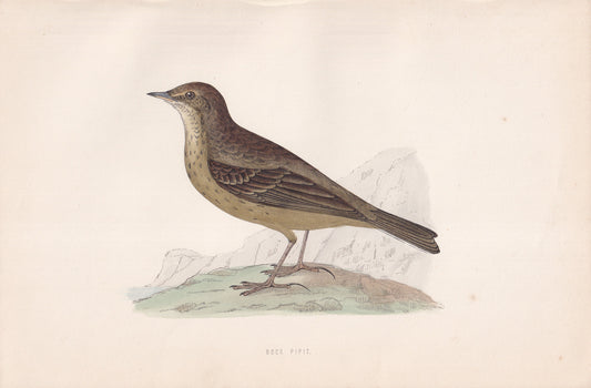 Rock Pipit - original 1870 hand coloured antique bird print by Alexander Francis Lydon, engraved by Benjamin Fawcett