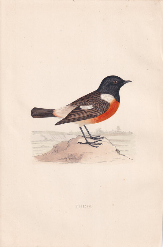 Stonechat - original 1870 hand coloured antique bird print by Alexander Francis Lydon, engraved by Benjamin Fawcett
