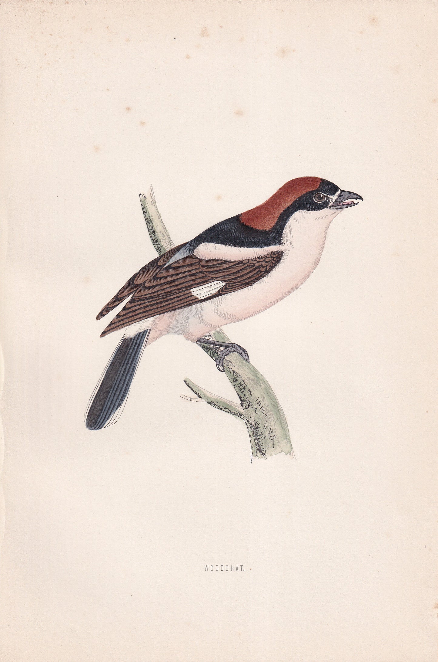 Woodchat - original 1870 hand coloured antique bird print by Alexander Francis Lydon, engraved by Benjamin Fawcett
