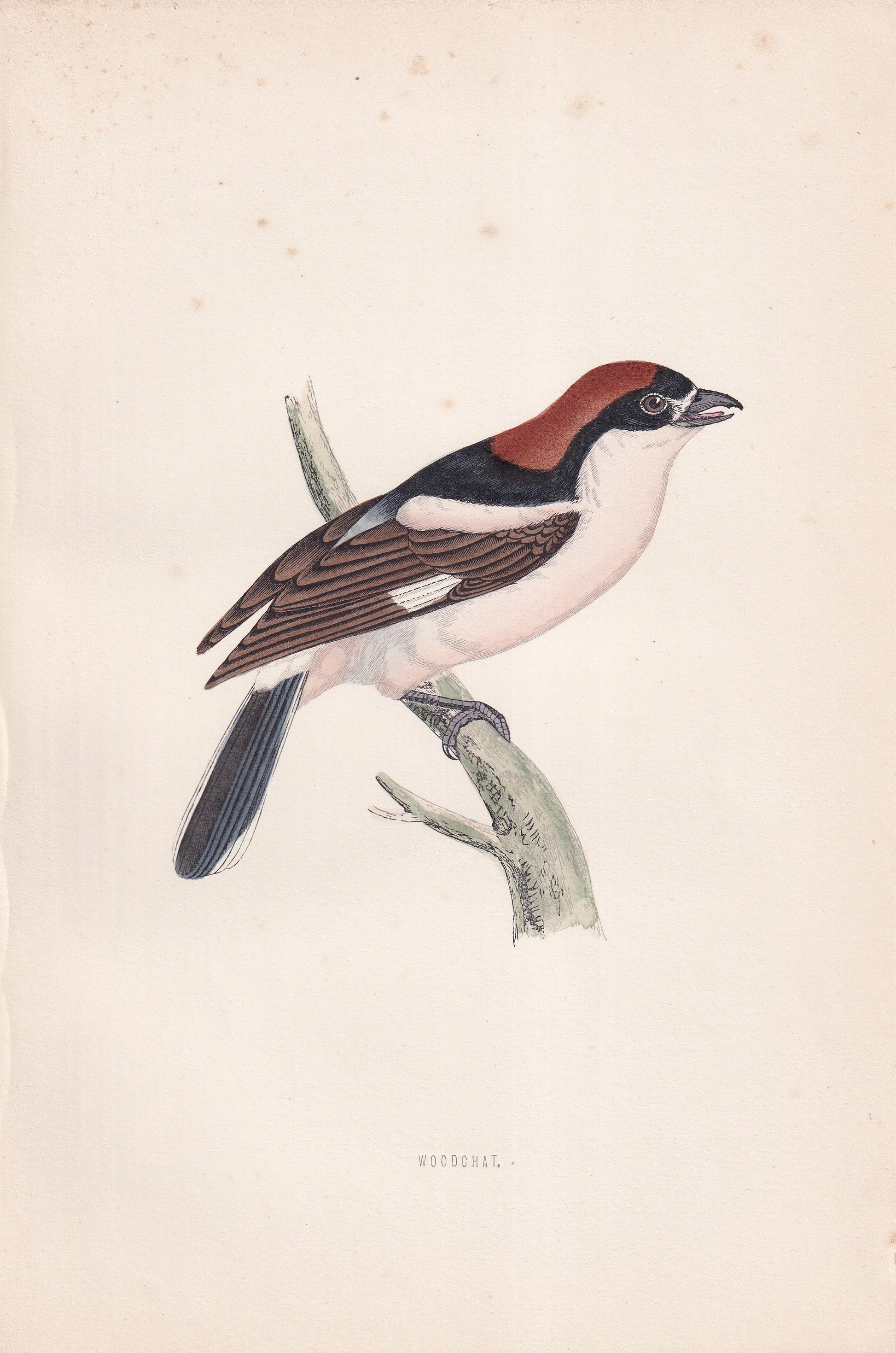 Woodchat - original 1870 hand coloured antique bird print by Alexander Francis Lydon, engraved by Benjamin Fawcett