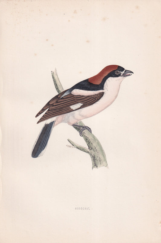 Woodchat - original 1870 hand coloured antique bird print by Alexander Francis Lydon, engraved by Benjamin Fawcett