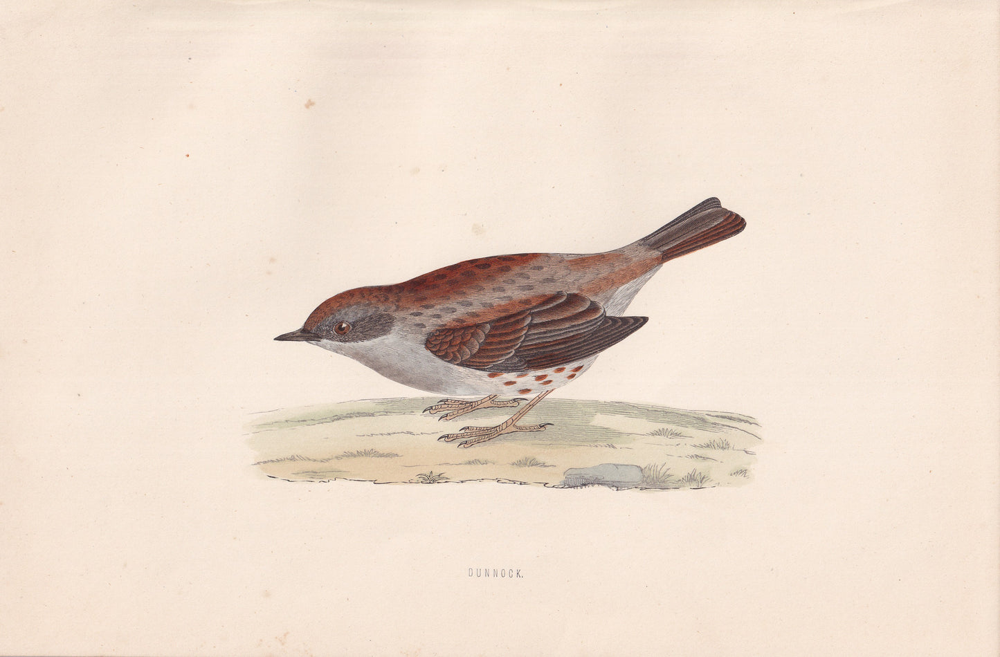 Dunnock - original 1870 hand coloured antique bird print by Alexander Francis Lydon, engraved by Benjamin Fawcett