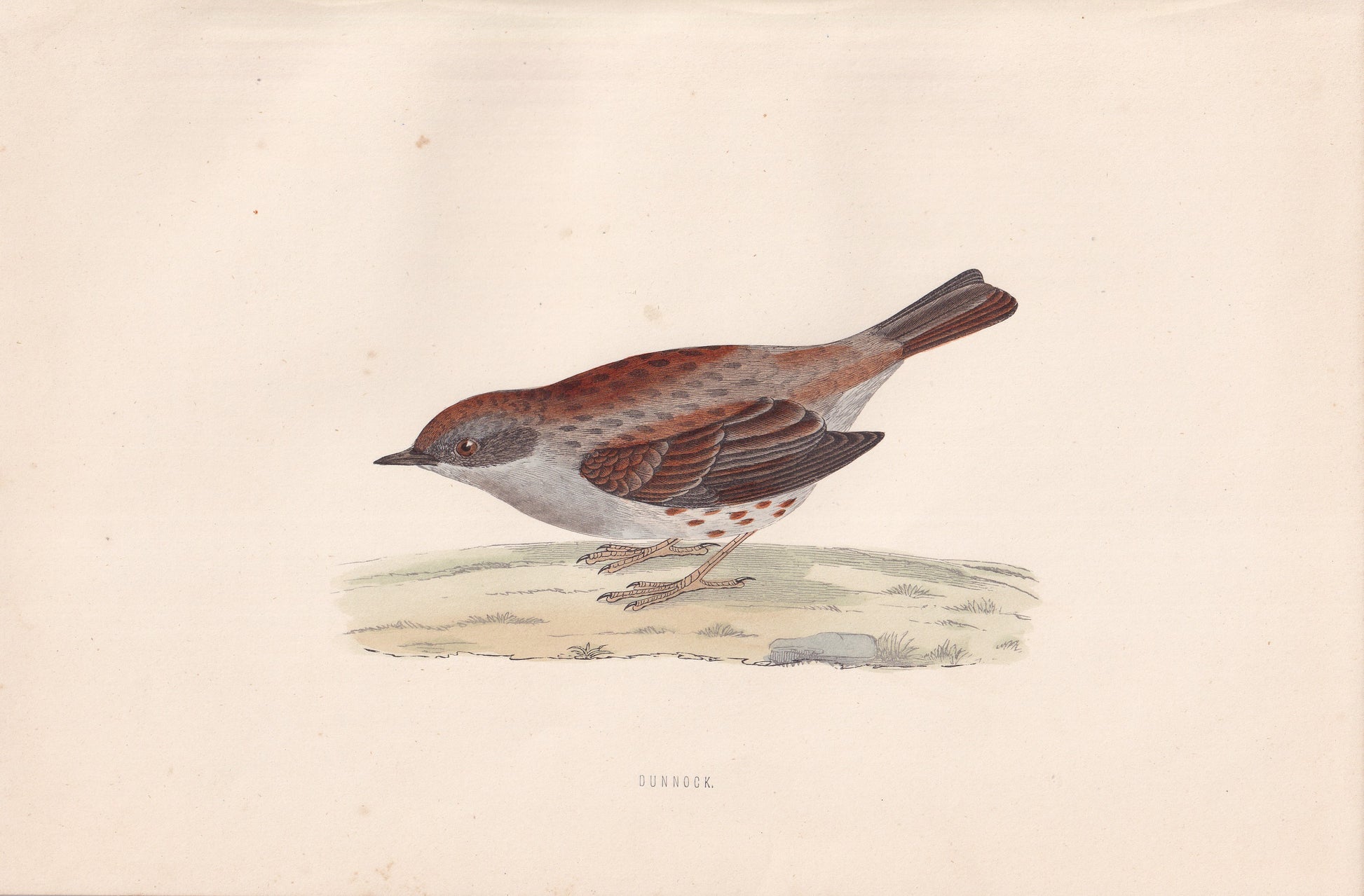 Dunnock - original 1870 hand coloured antique bird print by Alexander Francis Lydon, engraved by Benjamin Fawcett