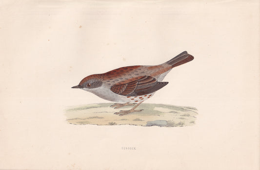 Dunnock - original 1870 hand coloured antique bird print by Alexander Francis Lydon, engraved by Benjamin Fawcett