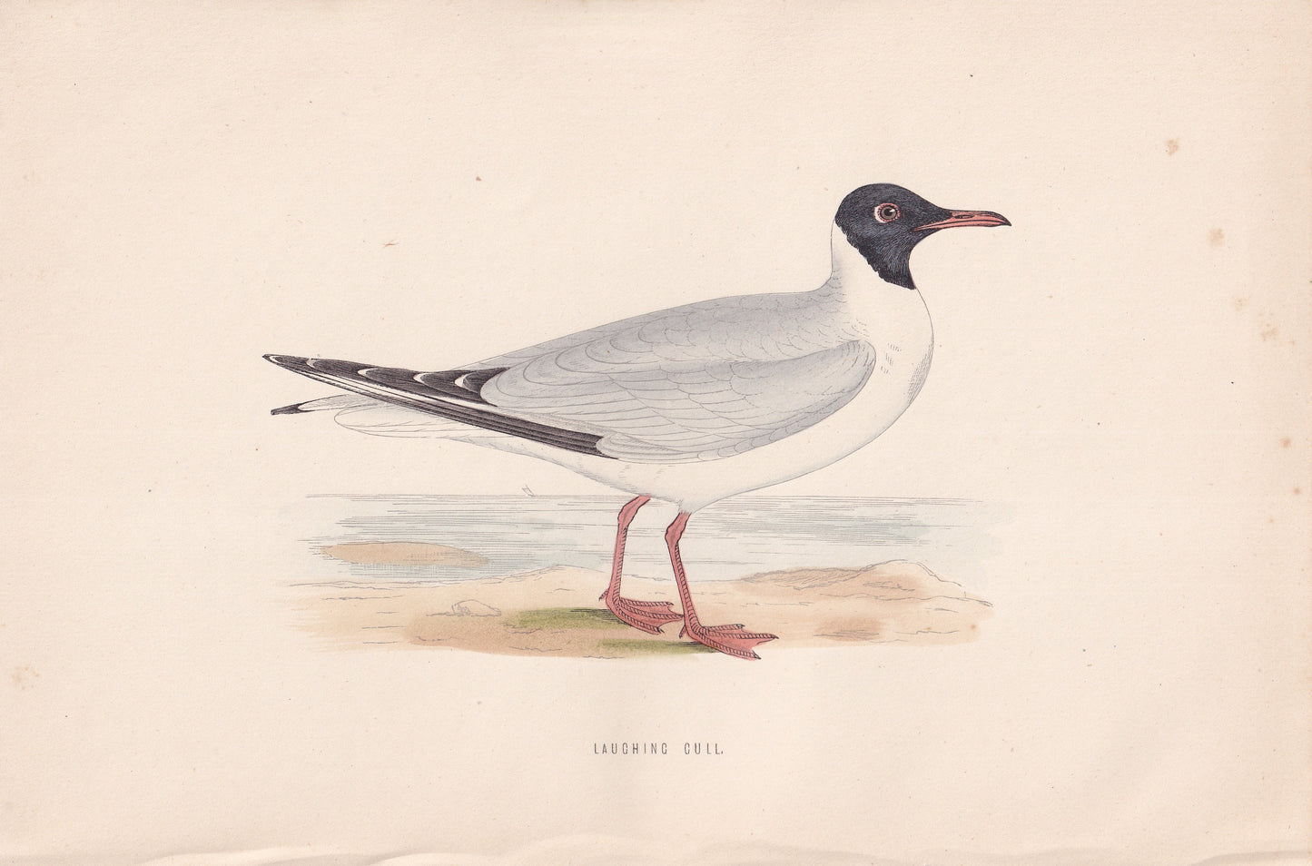 Laughing Gull - original 1870 hand coloured antique bird print by Alexander Francis Lydon, engraved by Benjamin Fawcett