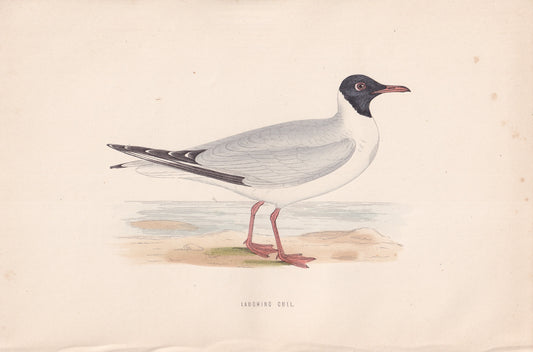 Laughing Gull - original 1870 hand coloured antique bird print by Alexander Francis Lydon, engraved by Benjamin Fawcett