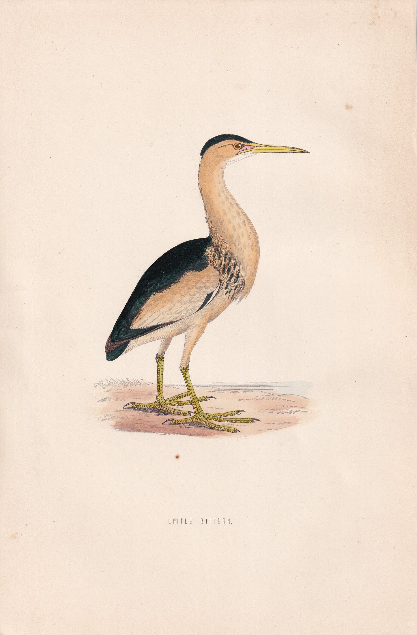 Little Bittern - original 1870 hand coloured antique bird print by Alexander Francis Lydon, engraved by Benjamin Fawcett