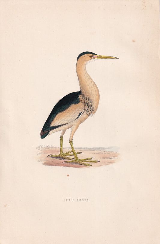 Little Bittern - original 1870 hand coloured antique bird print by Alexander Francis Lydon, engraved by Benjamin Fawcett