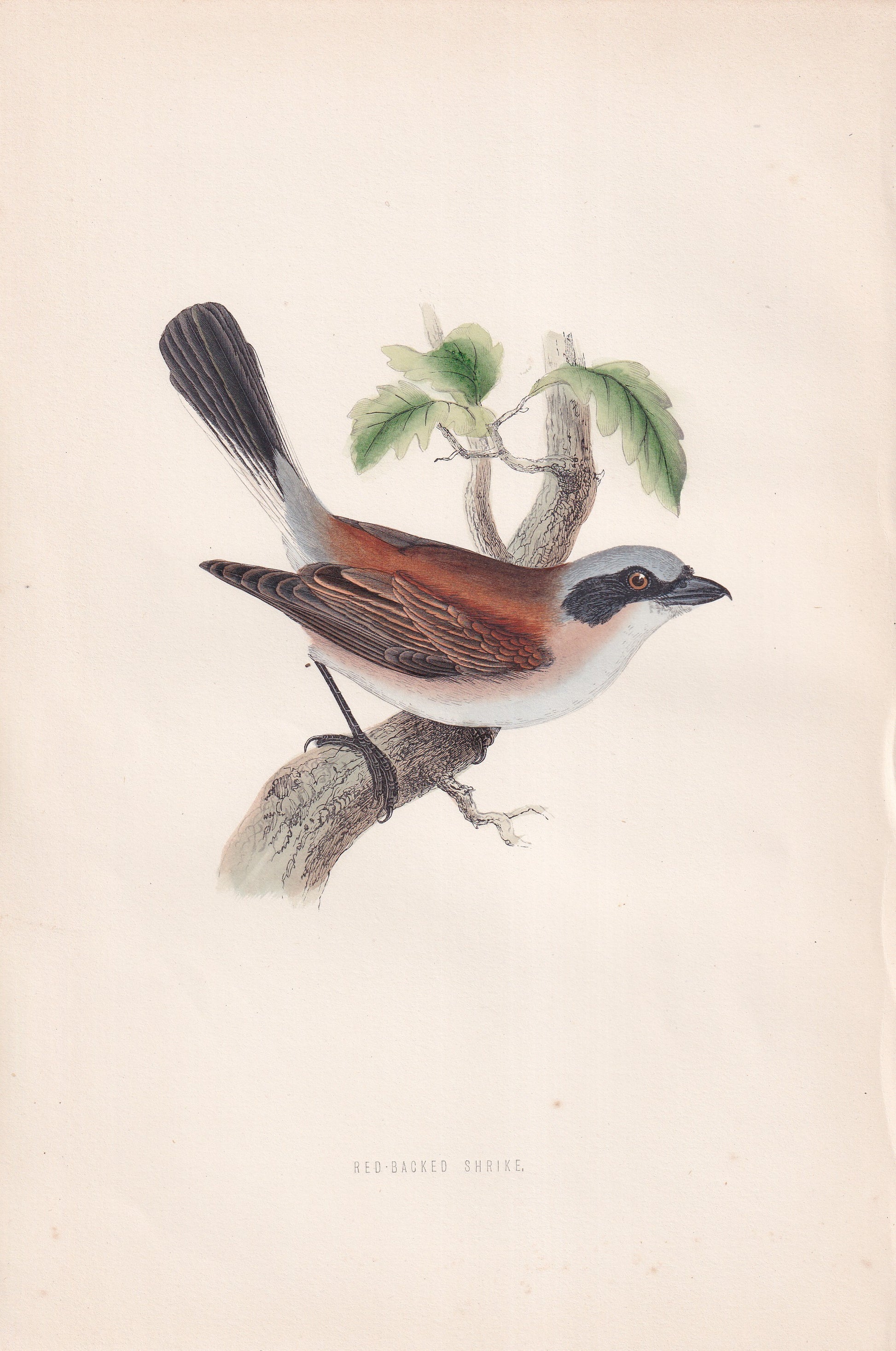 Red-backed Shrike - original 1870 hand coloured antique bird print by Alexander Francis Lydon, engraved by Benjamin Fawcett