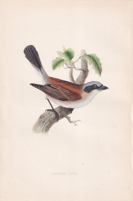 Red-backed Shrike - original 1870 hand coloured antique bird print by Alexander Francis Lydon, engraved by Benjamin Fawcett