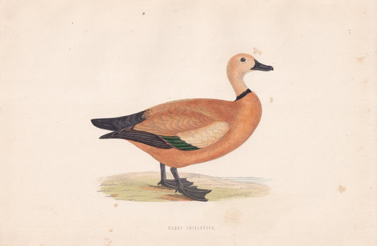 Ruddy Sheldrake - original 1870 hand coloured antique bird print by Alexander Francis Lydon, engraved by Benjamin Fawcett