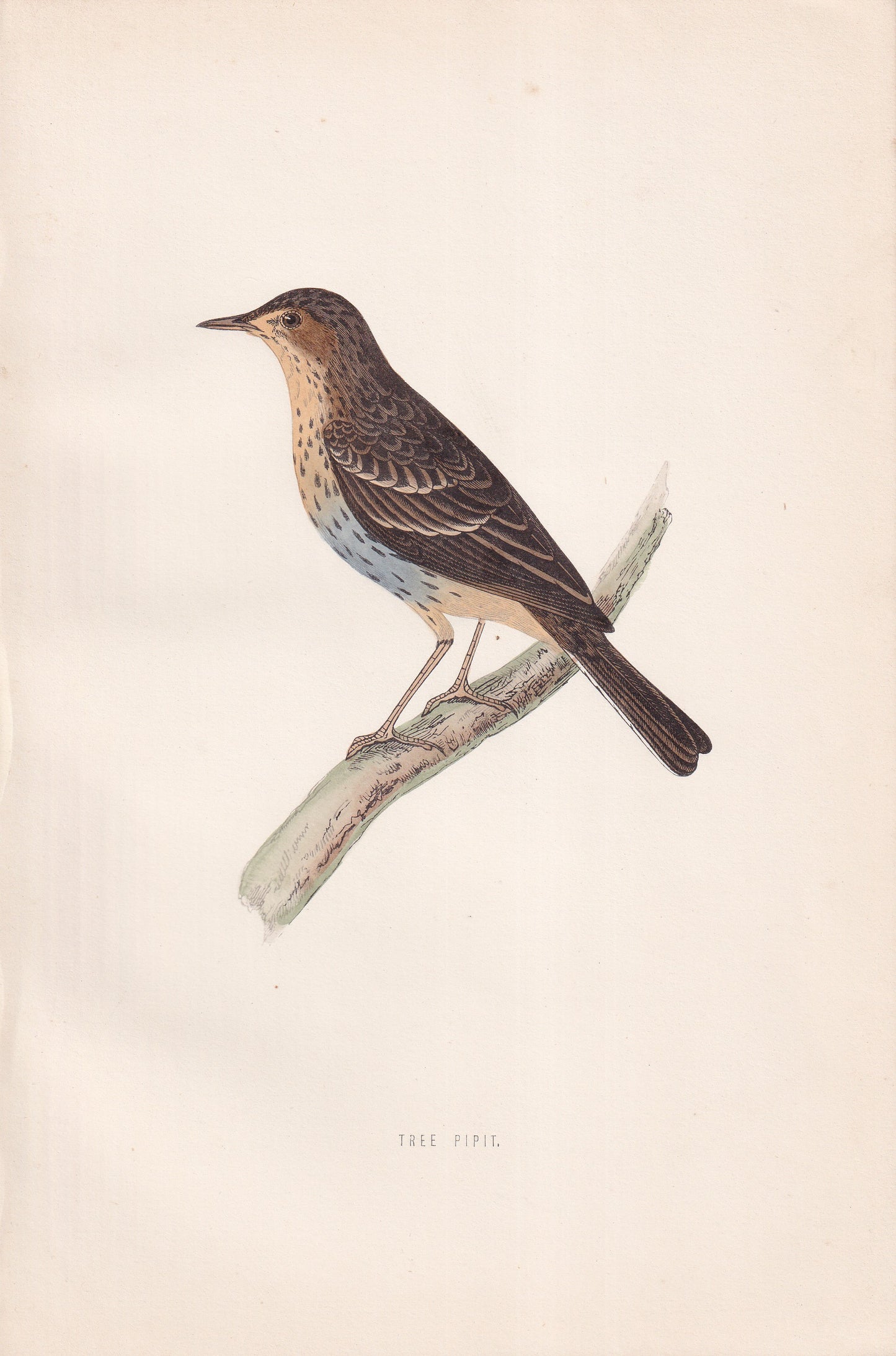 Tree Pipit - original 1870 hand coloured antique bird print by Alexander Francis Lydon, engraved by Benjamin Fawcett