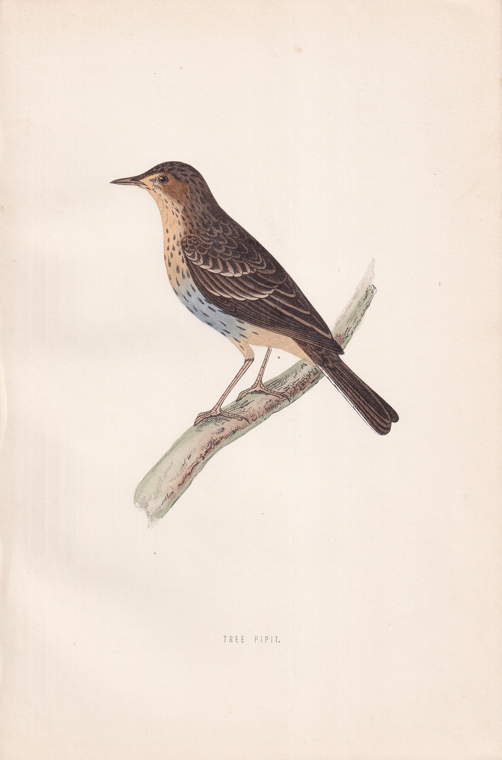 Tree Pipit - original 1870 hand coloured antique bird print by Alexander Francis Lydon, engraved by Benjamin Fawcett