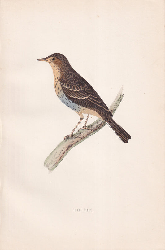 Tree Pipit - original 1870 hand coloured antique bird print by Alexander Francis Lydon, engraved by Benjamin Fawcett