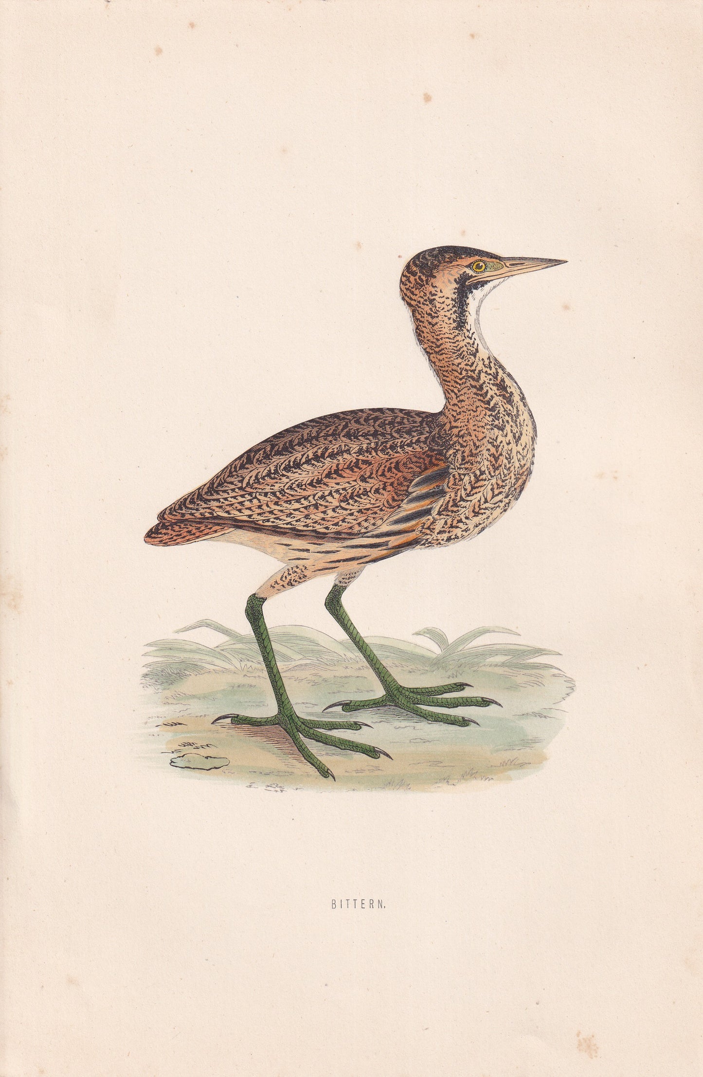 Bittern - original 1870 hand coloured antique bird print by Alexander Francis Lydon, engraved by Benjamin Fawcett