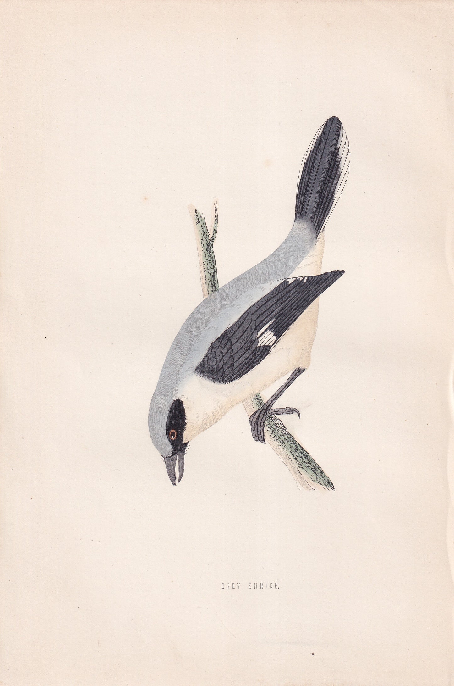 Grey Shrike - original 1870 hand coloured antique bird print by Alexander Francis Lydon, engraved by Benjamin Fawcett