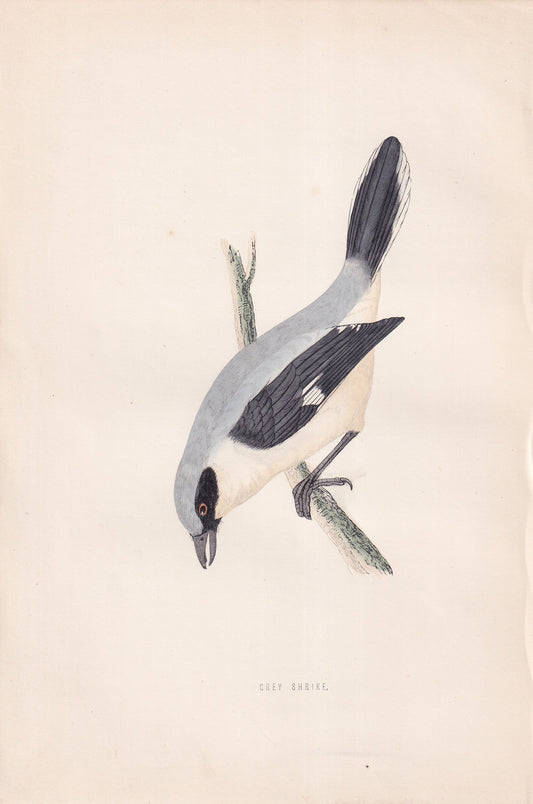 Grey Shrike - original 1870 hand coloured antique bird print by Alexander Francis Lydon, engraved by Benjamin Fawcett