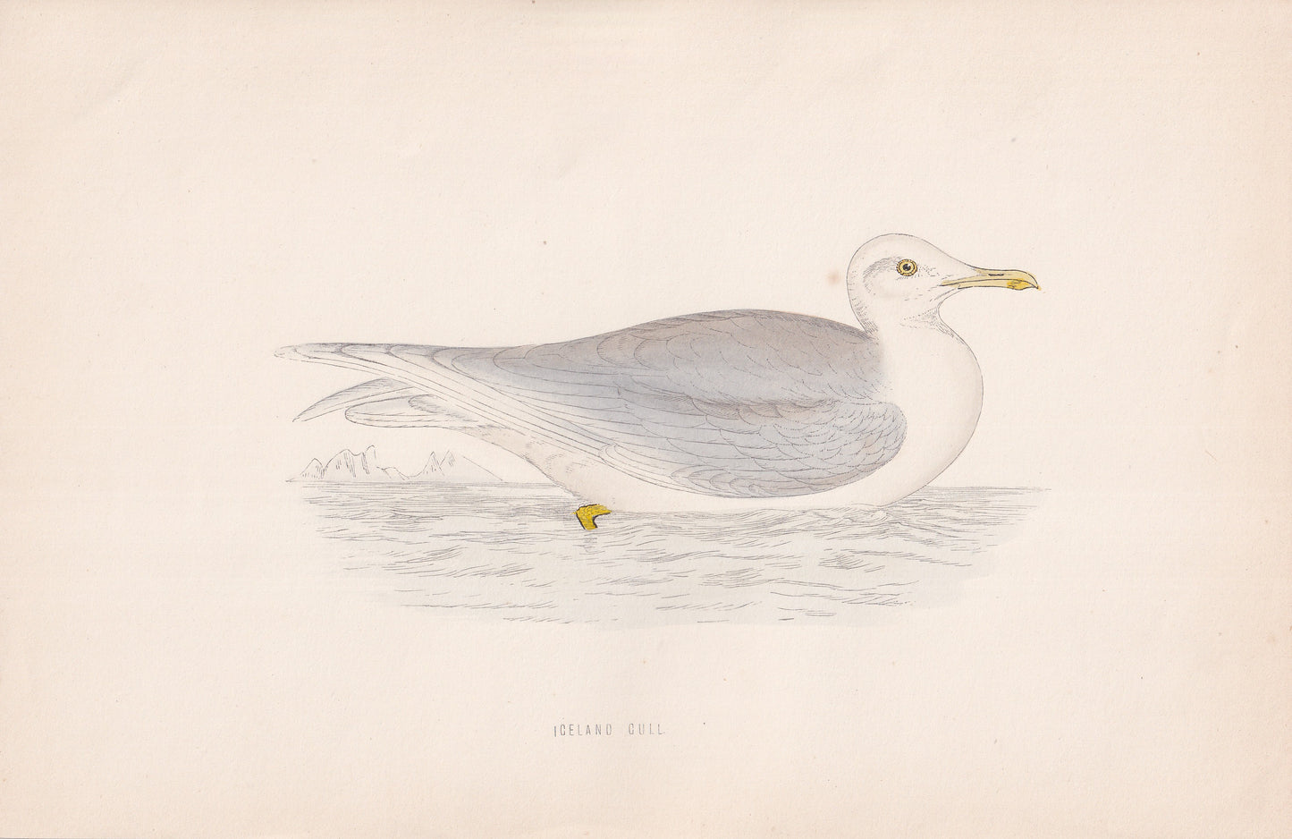 Iceland Gull - original 1870 hand coloured antique bird print by Alexander Francis Lydon, engraved by Benjamin Fawcett