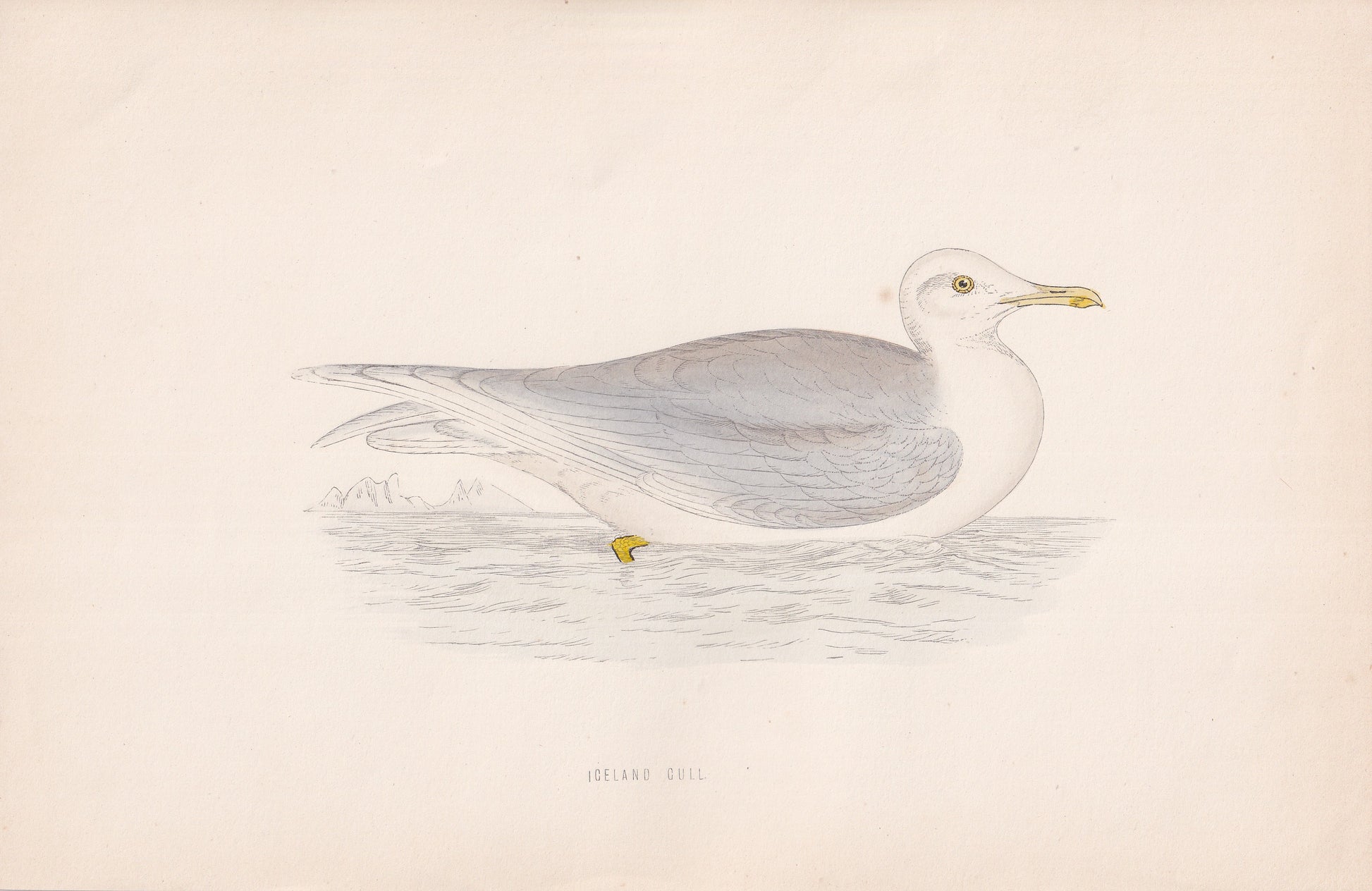 Iceland Gull - original 1870 hand coloured antique bird print by Alexander Francis Lydon, engraved by Benjamin Fawcett
