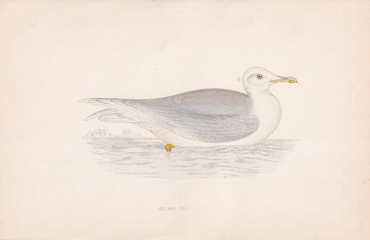Iceland Gull - original 1870 hand coloured antique bird print by Alexander Francis Lydon, engraved by Benjamin Fawcett