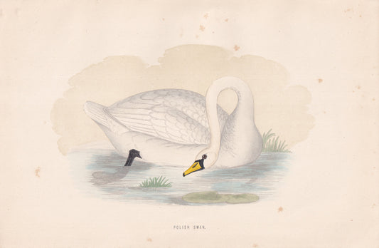 Polish Swan - original 1870 hand coloured antique bird print by Alexander Francis Lydon, engraved by Benjamin Fawcett