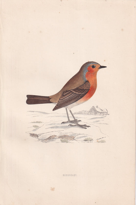 Redbreast - original 1870 hand coloured antique bird print by Alexander Francis Lydon, engraved by Benjamin Fawcett