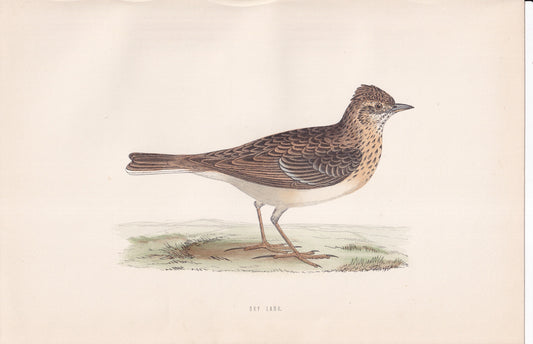 Sky Lark - original 1870 hand coloured antique bird print by Alexander Francis Lydon, engraved by Benjamin Fawcett
