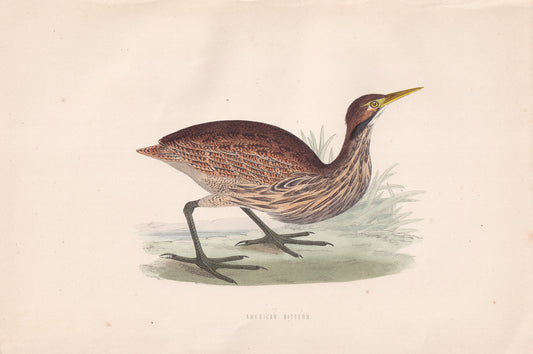 American Bittern - original 1870 hand coloured antique bird print by Alexander Francis Lydon, engraved by Benjamin Fawcett