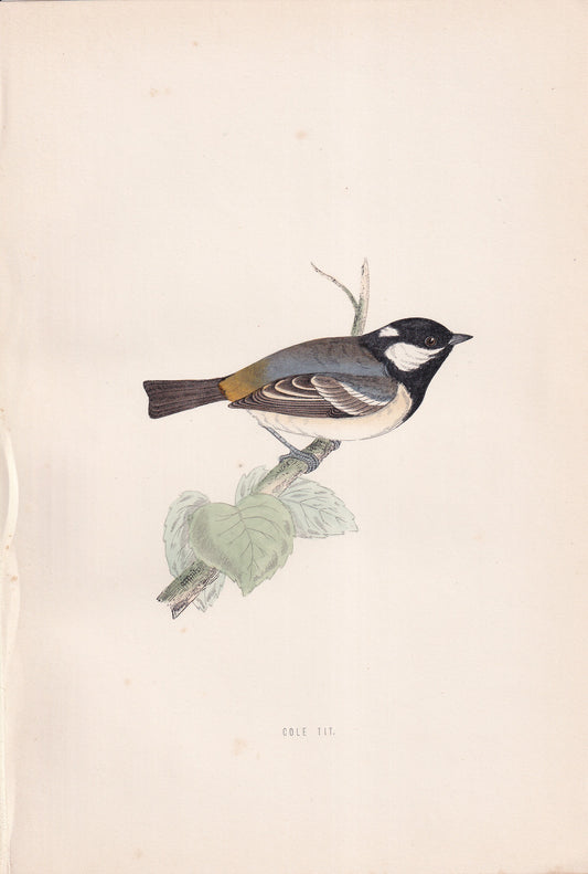 Cole Tit - original 1870 hand coloured antique bird print by Alexander Francis Lydon, engraved by Benjamin Fawcett